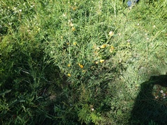 Aeschynomene montevidensis