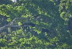 Alouatta nigerrima