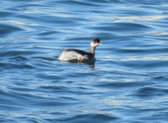 Podiceps nigricollis