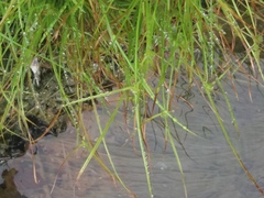 Cyperus kamtschaticus