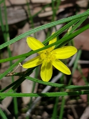 Tricoryne muricata