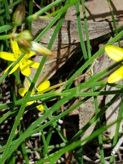Tricoryne muricata