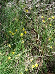 Tricoryne muricata