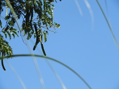 Albizia inundata