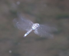 Rhionaeschna variegata