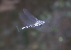 Rhionaeschna variegata