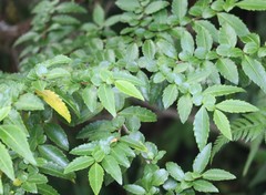 Azara lanceolata