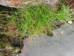 Cyperus kamtschaticus