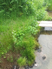 Cyperus kamtschaticus