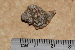 Monoplex exaratus