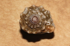 Monoplex exaratus