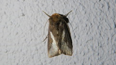 Thysanoplusia orichalcea