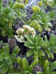 Heliotropium anomalum