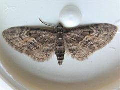 Eupithecia lariciata