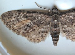 Eupithecia lariciata