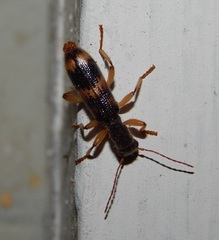 Cymatodera undulata