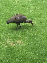 Bostrychia hagedash hagedash