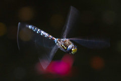 Rhionaeschna variegata