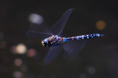 Rhionaeschna variegata