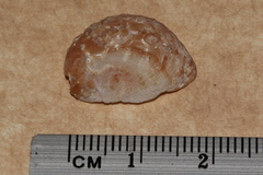 Bostrycapulus pritzkeri