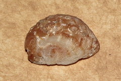 Bostrycapulus pritzkeri