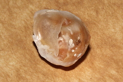 Bostrycapulus pritzkeri