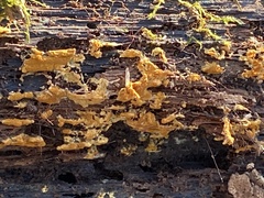 Botryobasidium aureum