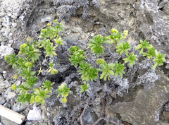 Heliotropium anomalum