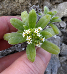 Heliotropium anomalum