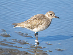 Pluvialis squatarola