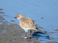 Pluvialis squatarola