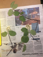 Amelanchier sanguinea