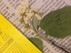 Amelanchier sanguinea
