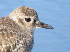 Pluvialis squatarola