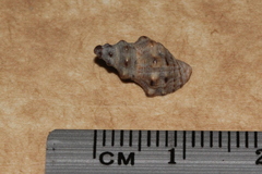 Phycothais reticulata