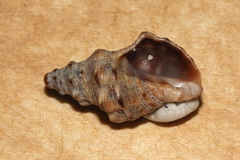 Phycothais reticulata