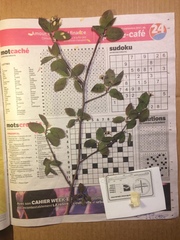 Amelanchier bartramiana