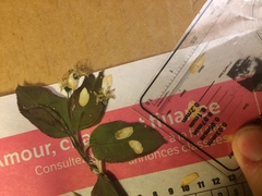 Amelanchier bartramiana