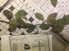 Amelanchier bartramiana