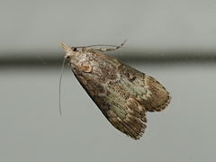 Heteromicta tripartitella
