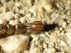 Superstitionia donensis