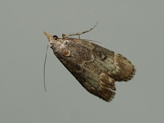 Heteromicta tripartitella