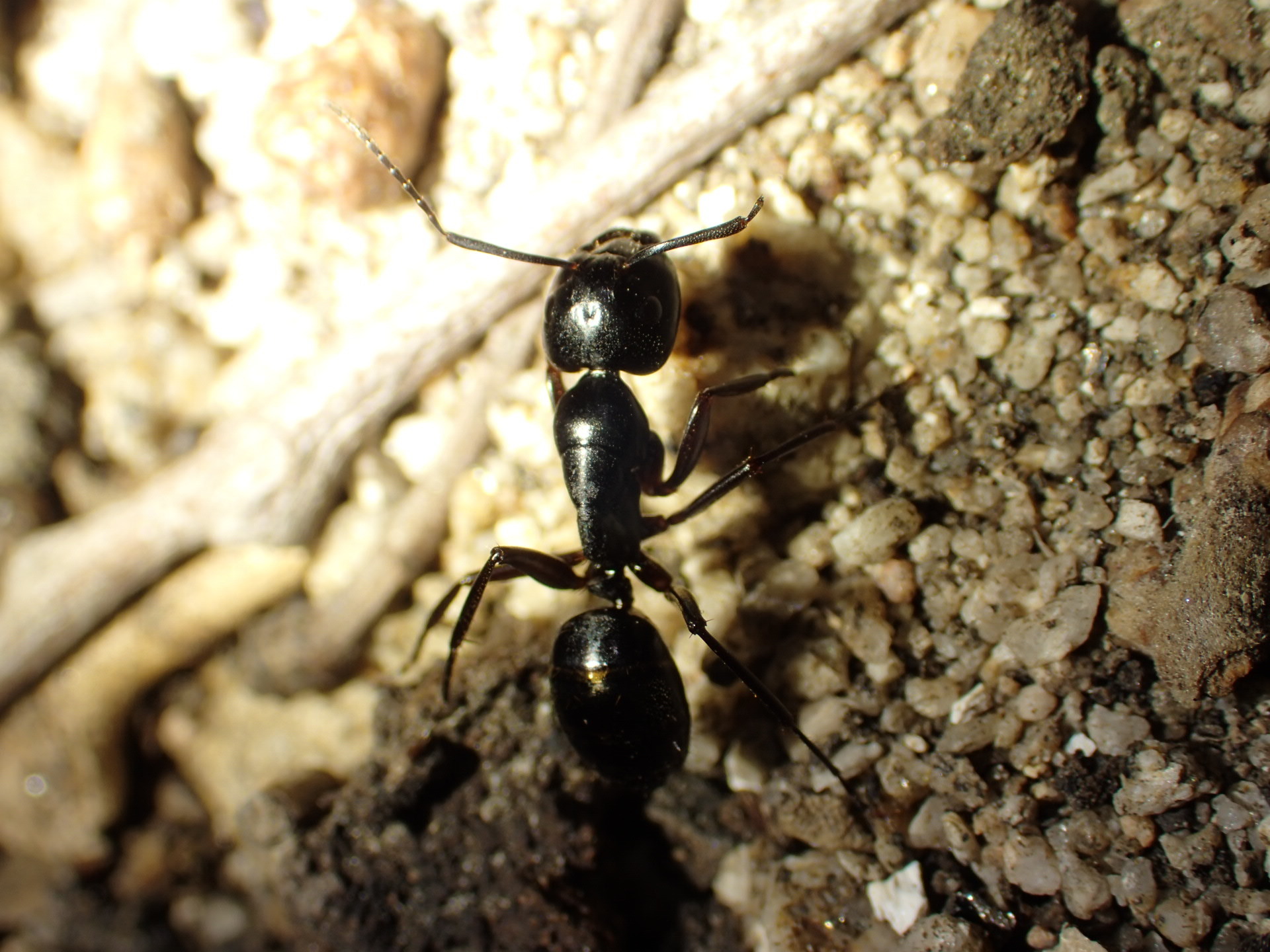 Camponotus laevigatus