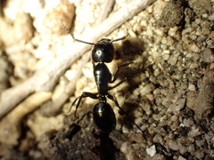 Camponotus laevigatus