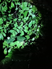 Trichilia havanensis