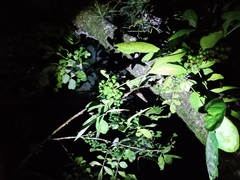 Trichilia havanensis