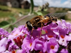 Eristalis jugorum