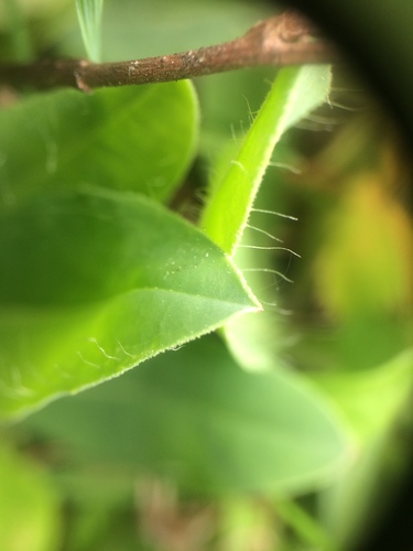 Image of Pilosella floribunda by no rights reserved