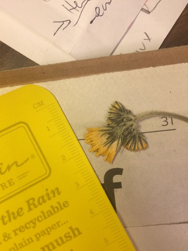 Image of Pilosella floribunda by no rights reserved