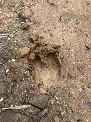 Hydropotes inermis argyropus